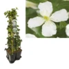 Hedera-Clematis Mix Haag (grandiflora) -Tuin Puur Verkoop k390.99141 clematis montana grandiflora 1m privacy 1