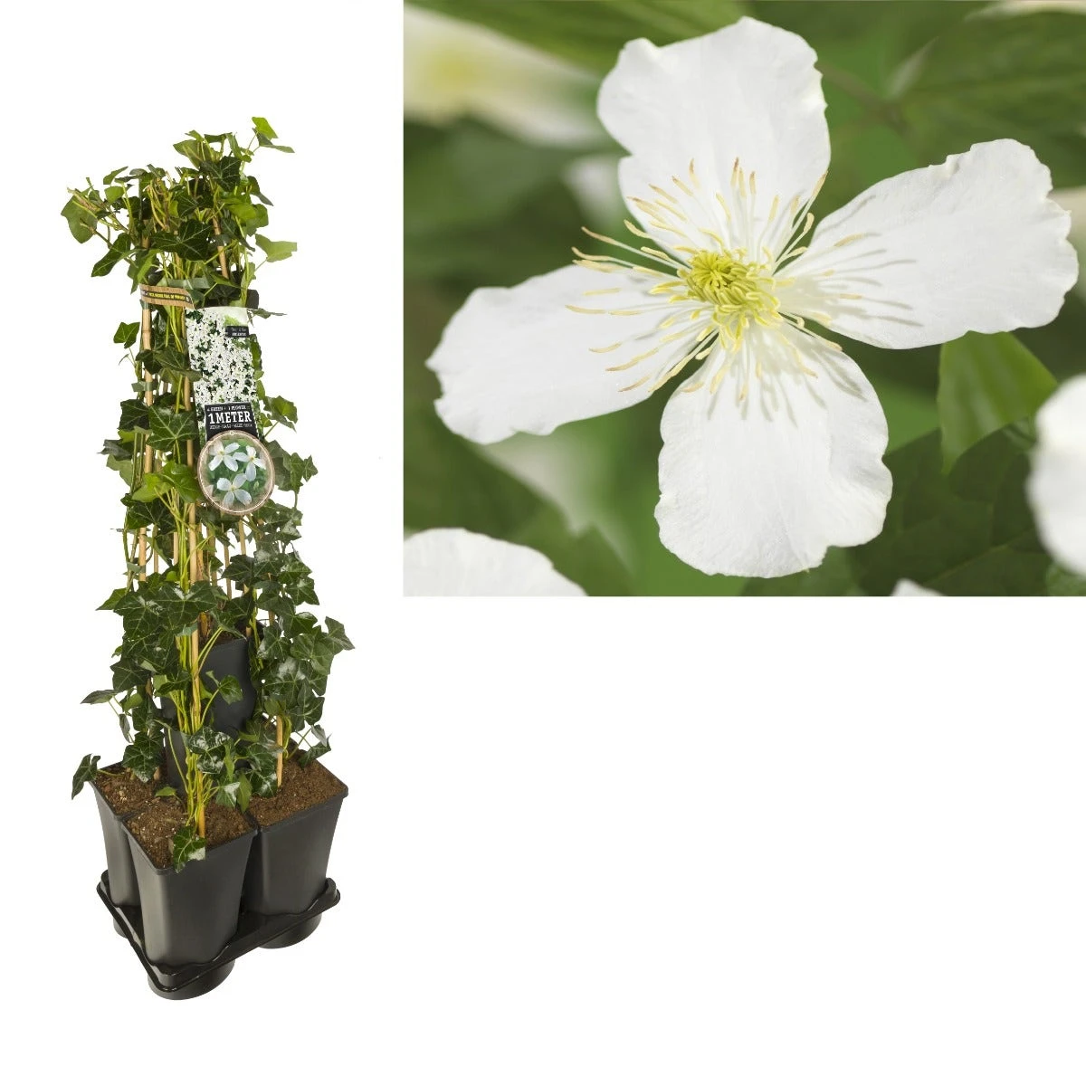 Hedera-Clematis Mix Haag (grandiflora) 3 Hedera-Clematis Mix Haag (grandiflora)