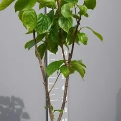 Kaki (Diospyros Kaki) 22 Kaki (Diospyros Kaki) -Tuin Puur Verkoop kakihalfstam02