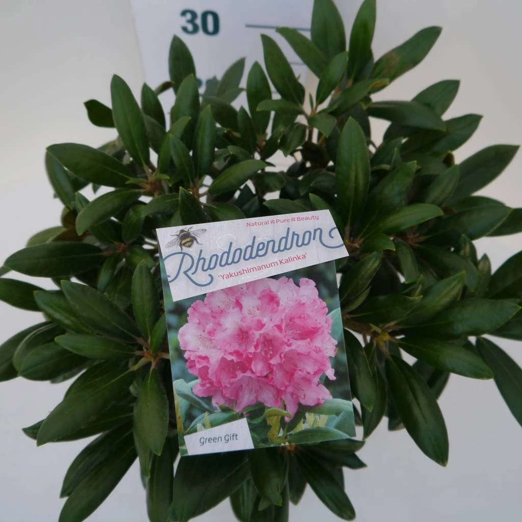 Dwergrhododendron (Rhododendron 'Kalinka') 4 Dwergrhododendron (Rhododendron 'Kalinka') - Afbeelding 2