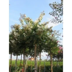 Witte Lagerstroemia Als Boom (Lagerstroemia Indica) -Tuin Puur Verkoop lagerstroemia indica boom wit01