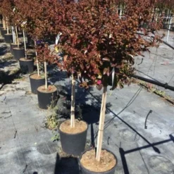Lagerstroemia Als Halfstam (Lagerstroemia Indica 'Berry Dazzle') 12 Lagerstroemia Als Halfstam (Lagerstroemia Indica 'Berry Dazzle') -Tuin Puur Verkoop lagerstroemia black dazzle halfstam