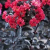 Lagerstroemia Als Halfstam (Lagerstroemia 'Black Diamond Best Red') -Tuin Puur Verkoop lagerstroemia black diamond
