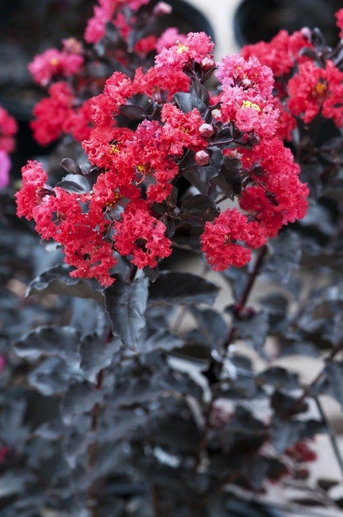 Lagerstroemia (Lagerstroemia 'Black Diamond Best Red') 3 Lagerstroemia (Lagerstroemia 'Black Diamond Best Red')