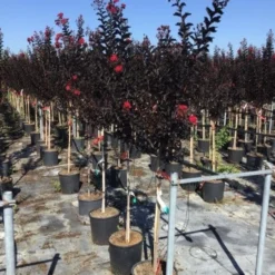 Lagerstroemia Als Halfstam (Lagerstroemia 'Black Diamond Best Red') -Tuin Puur Verkoop lagerstroemia black diamond halfstam