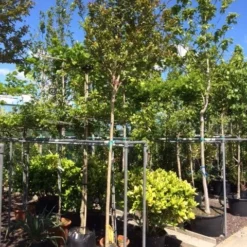 Roze Lagerstroemia Als Boom (Lagerstroemia Indica) 26 Roze Lagerstroemia Als Boom (Lagerstroemia Indica) -Tuin Puur Verkoop lagerstroemia indica 10 12ho