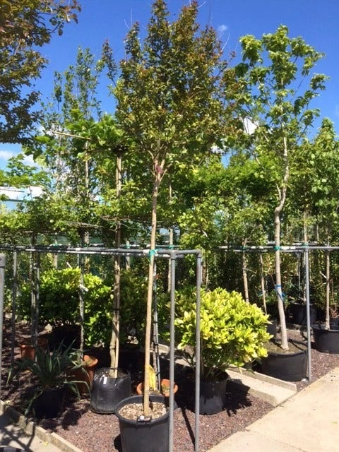 Roze Lagerstroemia Als Boom (Lagerstroemia Indica) 9 Roze Lagerstroemia Als Boom (Lagerstroemia Indica) - Afbeelding 7