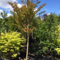 Roze Lagerstroemia Als Boom (Lagerstroemia Indica) 27 Roze Lagerstroemia Als Boom (Lagerstroemia Indica) -Tuin Puur Verkoop lagerstroemia indica halfstam 14 16