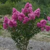 Lagerstroemia Roze (Lagerstroemia Indica) 1 Lagerstroemia Roze (Lagerstroemia Indica) -Tuin Puur Verkoop lagerstroemia indica roze 1