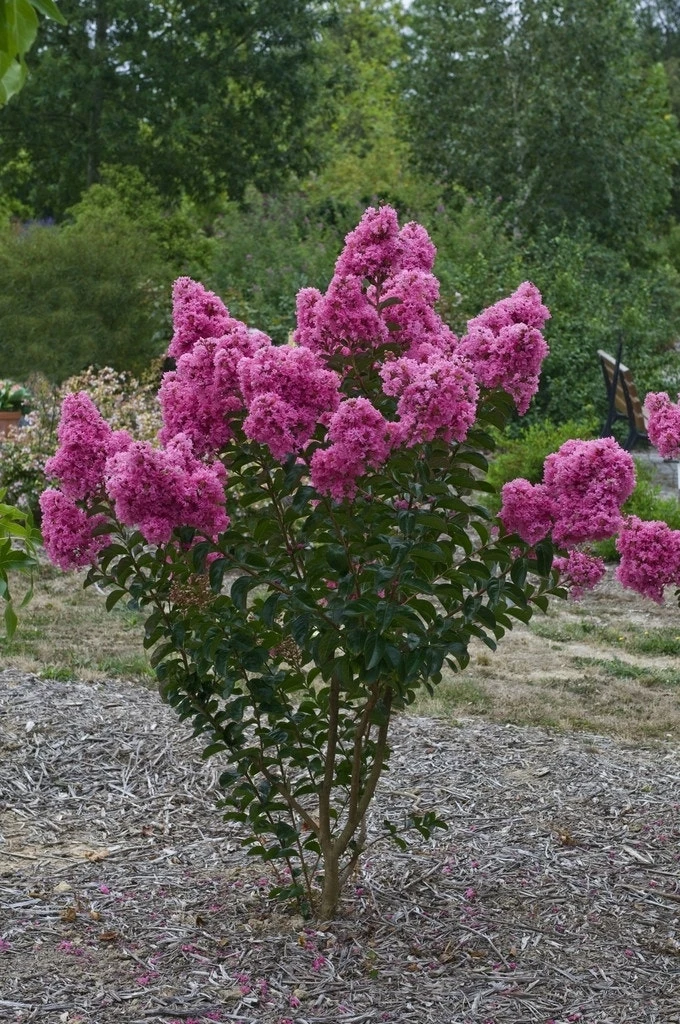 Lagerstroemia Roze (Lagerstroemia Indica) 3 Lagerstroemia Roze (Lagerstroemia Indica)