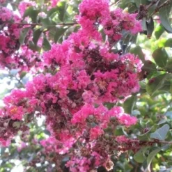 Roze Lagerstroemia Als Boom (Lagerstroemia Indica) 35 Roze Lagerstroemia Als Boom (Lagerstroemia Indica) -Tuin Puur Verkoop lagerstroemia indica roze 10