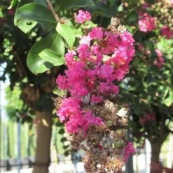 Roze Lagerstroemia Als Boom (Lagerstroemia Indica) 36 Roze Lagerstroemia Als Boom (Lagerstroemia Indica) -Tuin Puur Verkoop lagerstroemia indica roze 11