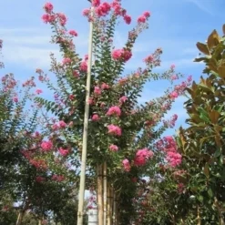 Roze Lagerstroemia Als Boom (Lagerstroemia Indica) 28 Roze Lagerstroemia Als Boom (Lagerstroemia Indica) -Tuin Puur Verkoop lagerstroemia indica roze 4