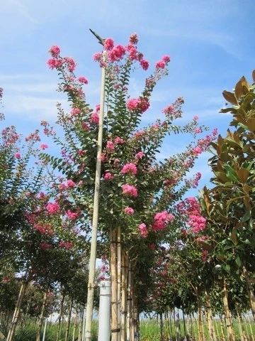 Roze Lagerstroemia Als Boom (Lagerstroemia Indica) 11 Roze Lagerstroemia Als Boom (Lagerstroemia Indica) - Afbeelding 9