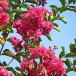 Roze Lagerstroemia Als Boom (Lagerstroemia Indica) 31 Roze Lagerstroemia Als Boom (Lagerstroemia Indica) -Tuin Puur Verkoop lagerstroemia indica roze 6
