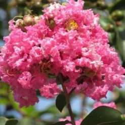 Roze Lagerstroemia Als Boom (Lagerstroemia Indica) 32 Roze Lagerstroemia Als Boom (Lagerstroemia Indica) -Tuin Puur Verkoop lagerstroemia indica roze 7