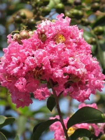 Roze Lagerstroemia Als Boom (Lagerstroemia Indica) 15 Roze Lagerstroemia Als Boom (Lagerstroemia Indica) - Afbeelding 13