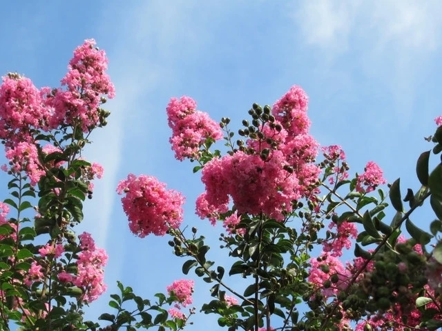 Roze Lagerstroemia Als Boom (Lagerstroemia Indica) 17 Roze Lagerstroemia Als Boom (Lagerstroemia Indica) - Afbeelding 15