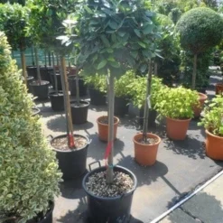 Echte Laurier Als Boom (Laurus Nobilis) -Tuin Puur Verkoop laurus nobilis 100stam c35