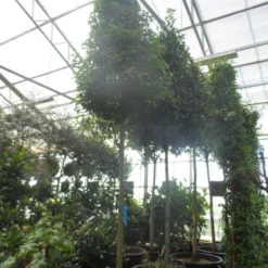 Echte Laurier Als Piramide (Laurus Nobilis) -Tuin Puur Verkoop laurus nobilis 16 18 20ho c350 pyramide