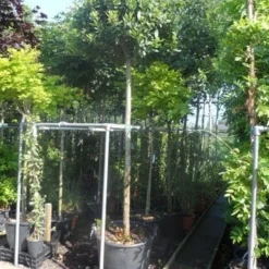 Echte Laurier Als Boom (Laurus Nobilis) -Tuin Puur Verkoop laurus nobilis 16 18ho cont. bol