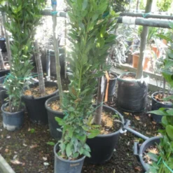 Echte Laurier Als Piramide (Laurus Nobilis) -Tuin Puur Verkoop laurus nobilis 80 100 c5