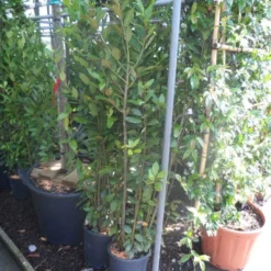 Echte Laurier Als Piramide (Laurus Nobilis) -Tuin Puur Verkoop laurus nobilis c10 100 125