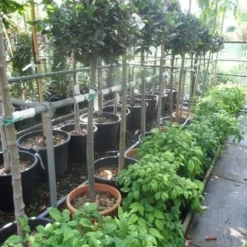 Echte Laurier Op Stam (Laurus Nobilis) -Tuin Puur Verkoop laurus nobilis halfstam c20 25