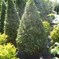 Echte Laurier Als Piramide (Laurus Nobilis) -Tuin Puur Verkoop laurus nobilis kegel 150 175