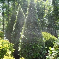 Echte Laurier Als Piramide (Laurus Nobilis) -Tuin Puur Verkoop laurus nobilis kegel 175 200