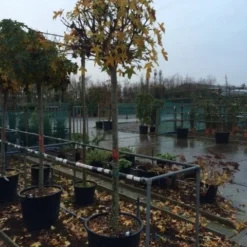 Amberboom (Liquidambar 'Gum Ball') 30 Amberboom (Liquidambar 'Gum Ball') -Tuin Puur Verkoop liquidambar gum ball 1618