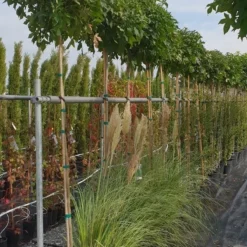 Amberboom (Liquidambar 'Gum Ball') 34 Amberboom (Liquidambar 'Gum Ball') -Tuin Puur Verkoop liquidambar gum ball 2