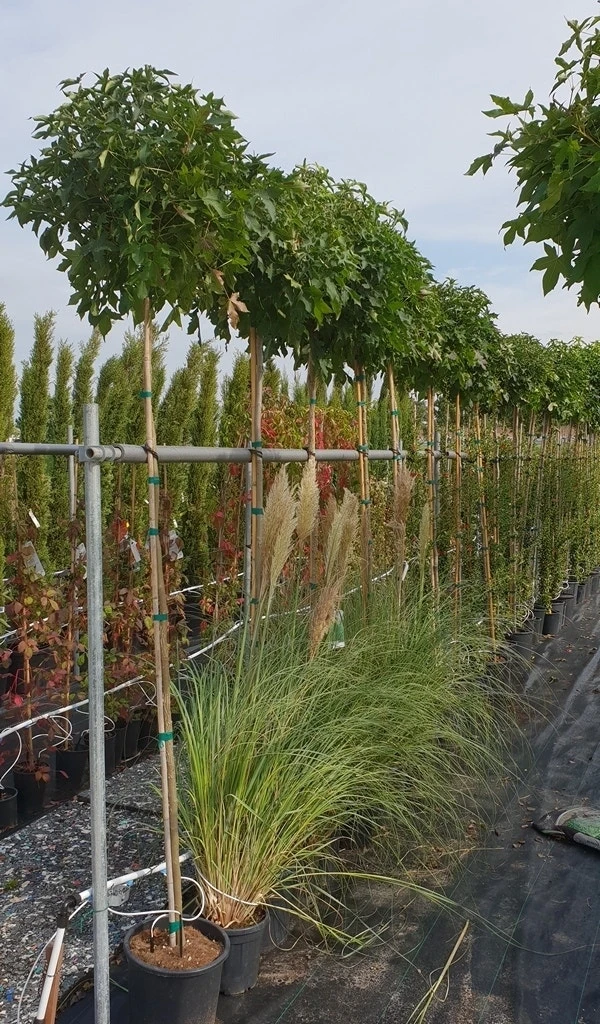 Amberboom (Liquidambar 'Gum Ball') 16 Amberboom (Liquidambar 'Gum Ball') - Afbeelding 14