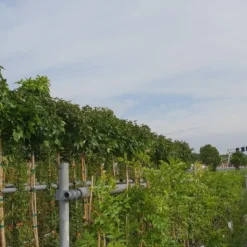 Amberboom (Liquidambar 'Gum Ball') 36 Amberboom (Liquidambar 'Gum Ball') -Tuin Puur Verkoop liquidambar gum ball 3