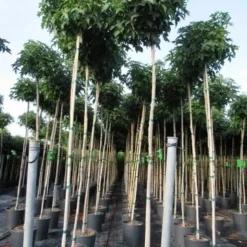 Amberboom (Liquidambar 'Gum Ball') 35 Amberboom (Liquidambar 'Gum Ball') -Tuin Puur Verkoop liquidambar gum ball 6 8 2