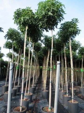 Amberboom (Liquidambar 'Gum Ball') 17 Amberboom (Liquidambar 'Gum Ball') - Afbeelding 15