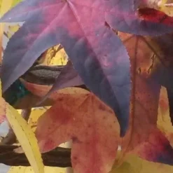 Amberboom (Liquidambar 'Gum Ball') 26 Amberboom (Liquidambar 'Gum Ball') -Tuin Puur Verkoop liquidambar leiboom 2