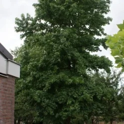 Amberboom (Liquidambar Styraciflua) 36 Amberboom (Liquidambar Styraciflua) -Tuin Puur Verkoop liquidambar styraciflua