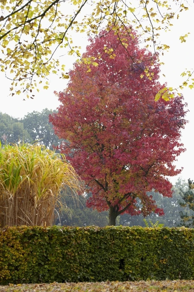 Amberboom (Liquidambar Styraciflua) 5 Amberboom (Liquidambar Styraciflua) - Afbeelding 3