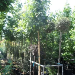 Amberboom (Liquidambar Styraciflua) 28 Amberboom (Liquidambar Styraciflua) -Tuin Puur Verkoop liquidambar styraciflua 10 12ho cont