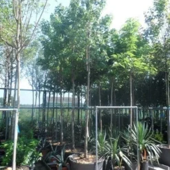 Amberboom (Liquidambar Styraciflua) 31 Amberboom (Liquidambar Styraciflua) -Tuin Puur Verkoop liquidambar styraciflua 16 18ho cont