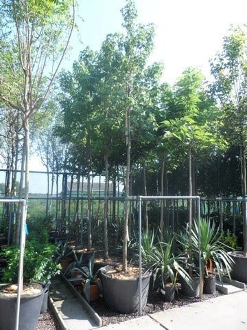 Amberboom (Liquidambar Styraciflua) 13 Amberboom (Liquidambar Styraciflua) - Afbeelding 11