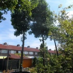 Amberboom (Liquidambar Styraciflua) 32 Amberboom (Liquidambar Styraciflua) -Tuin Puur Verkoop liquidambar styraciflua 40 45ho c1000