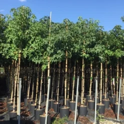 Amberboom (Liquidambar Styraciflua) 37 Amberboom (Liquidambar Styraciflua) -Tuin Puur Verkoop liquidambar styraciflua 6 8cm