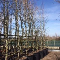 Amberboom (Liquidambar Styraciflua) 35 Amberboom (Liquidambar Styraciflua) -Tuin Puur Verkoop liquidambar styraciflua geveerd 2025 2