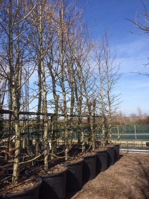 Amberboom (Liquidambar Styraciflua) 17 Amberboom (Liquidambar Styraciflua) - Afbeelding 15