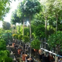 Amberboom (Liquidambar 'Gum Ball') 31 Amberboom (Liquidambar 'Gum Ball') -Tuin Puur Verkoop liquidambar styraciflua gum ball 10 12ho cont