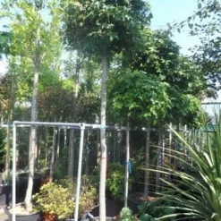 Amberboom (Liquidambar 'Gum Ball') 32 Amberboom (Liquidambar 'Gum Ball') -Tuin Puur Verkoop liquidambar styraciflua gum ball 14 16 18ho cont