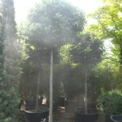 Amberboom (Liquidambar 'Gum Ball') 33 Amberboom (Liquidambar 'Gum Ball') -Tuin Puur Verkoop liquidambar styraciflua gum ball 20 25ho c160