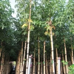 Amberboom (Liquidambar Styraciflua) 38 Amberboom (Liquidambar Styraciflua) -Tuin Puur Verkoop liquidambar styracuflua